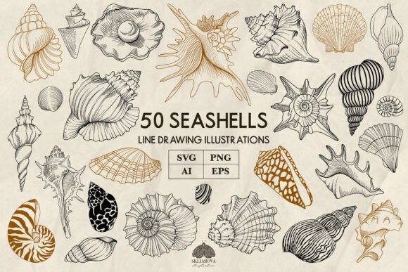 Seashells Line Art Collection: Vector & PNG Design Assets
